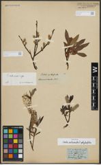 Foto von Salix arbuscula L. x Salix phylicifolia L.